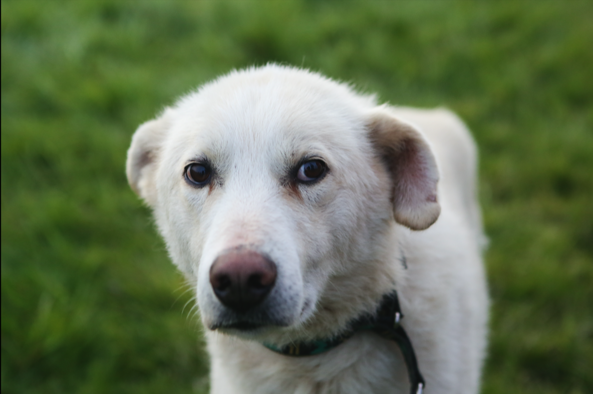 sled dog dog sledding dogsledding