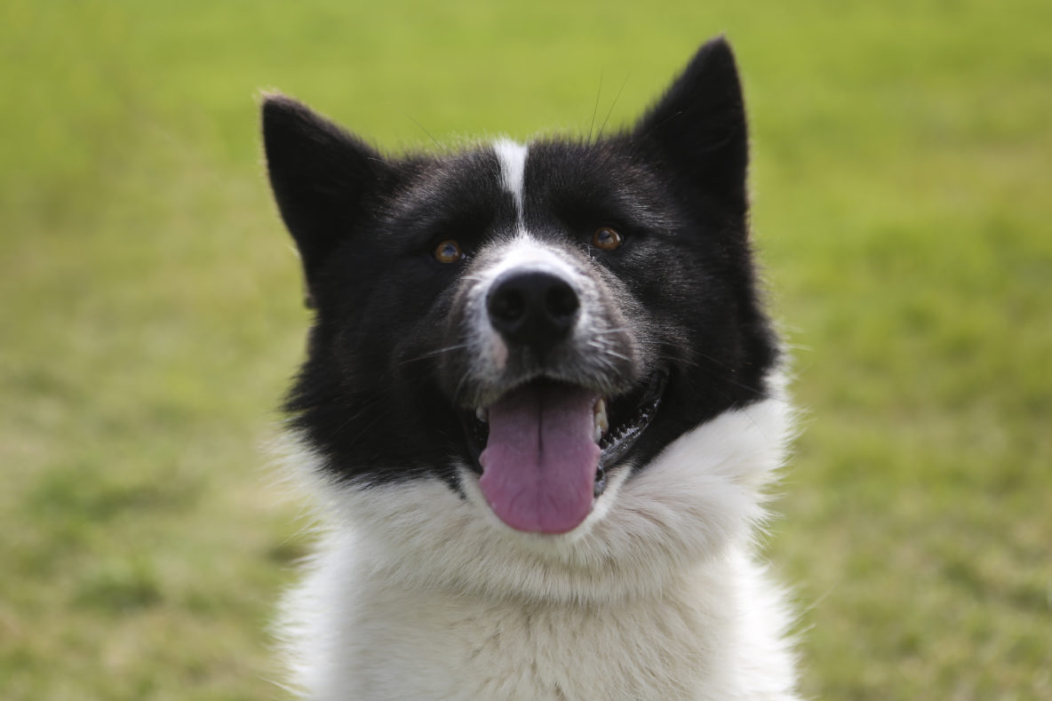 sled dog black and white greenlandic husky