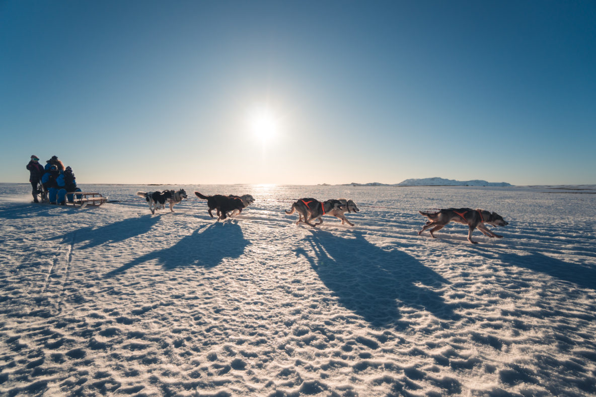 dogs running on snow iceland sunsetting