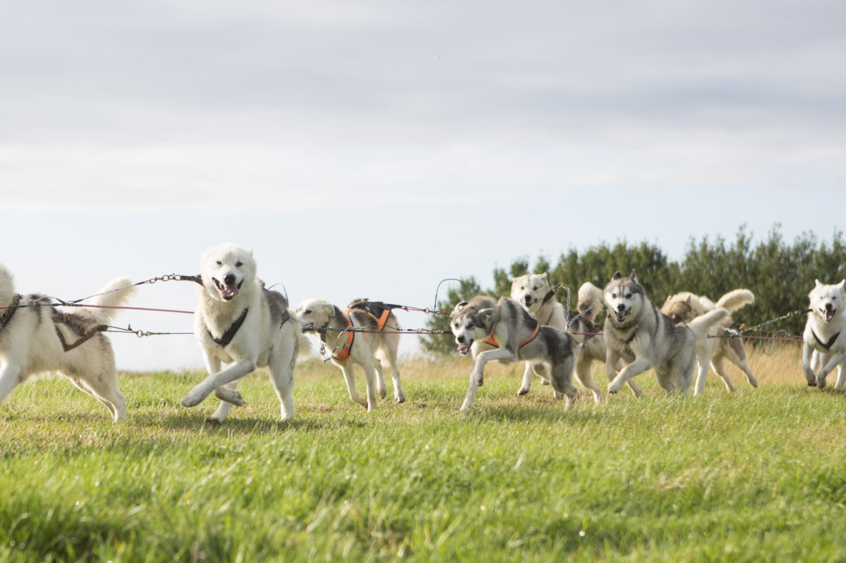 can you go dog sledding in iceland