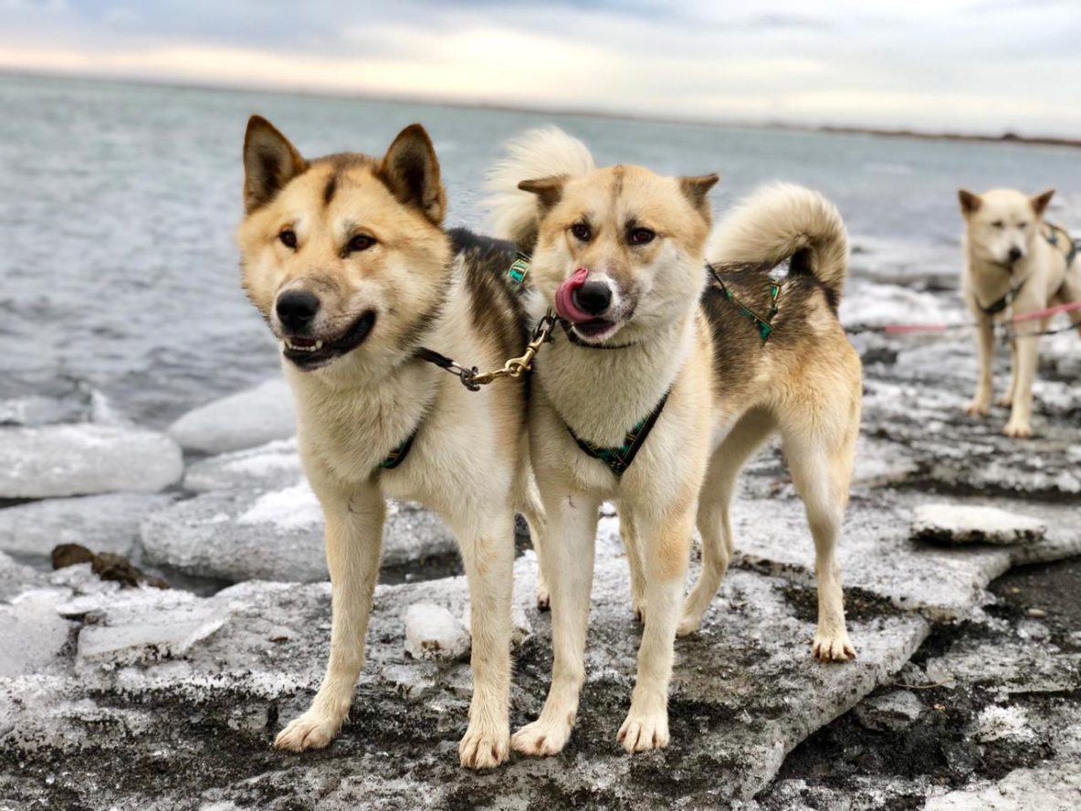 huskies on lead dogsledding spring ice glacier river