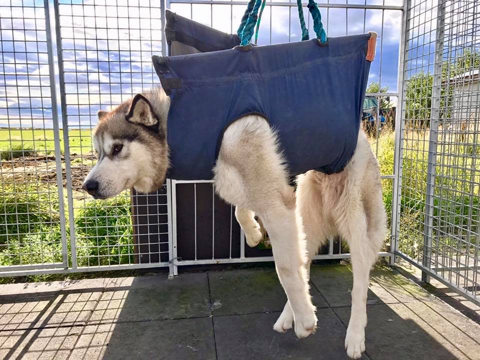 sled dog being weighted on scale