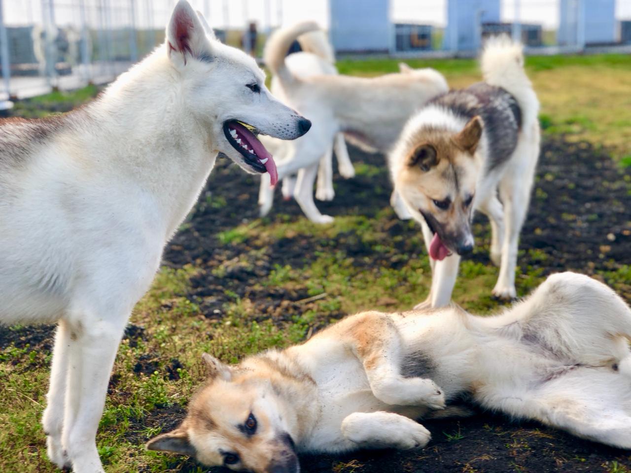 huskies running freely in kennel tired