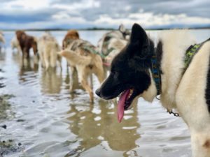 dog sledding dry land on glacier river dog team featured