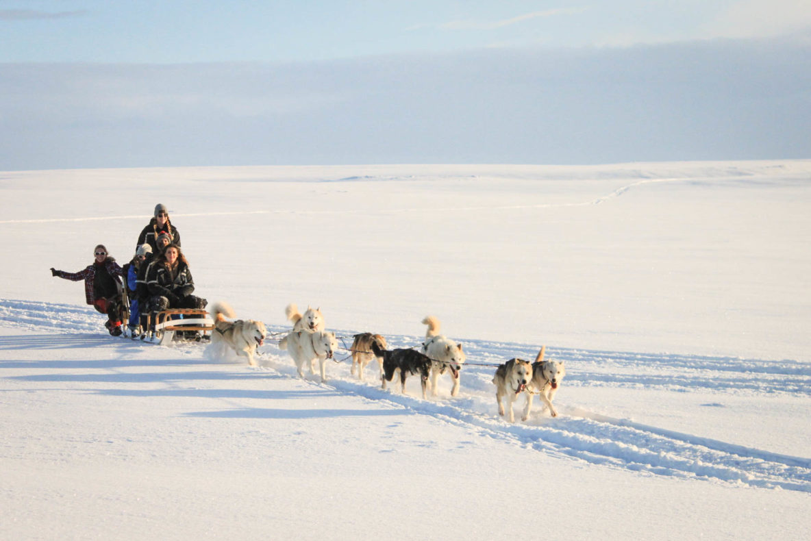 are there huskies in iceland