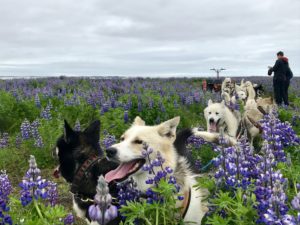 dog sledding dry land tour photo break lupine field