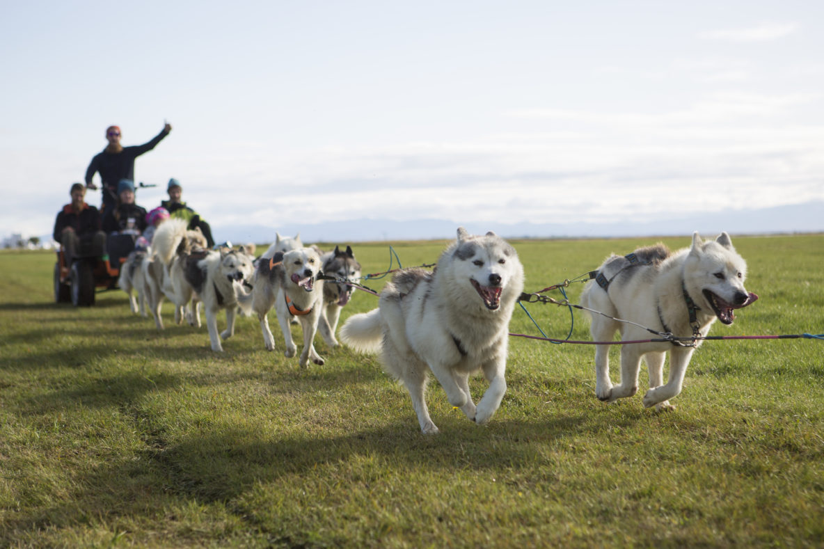 dogsledding last day