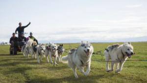 dog sledding dry land musher thumbs up