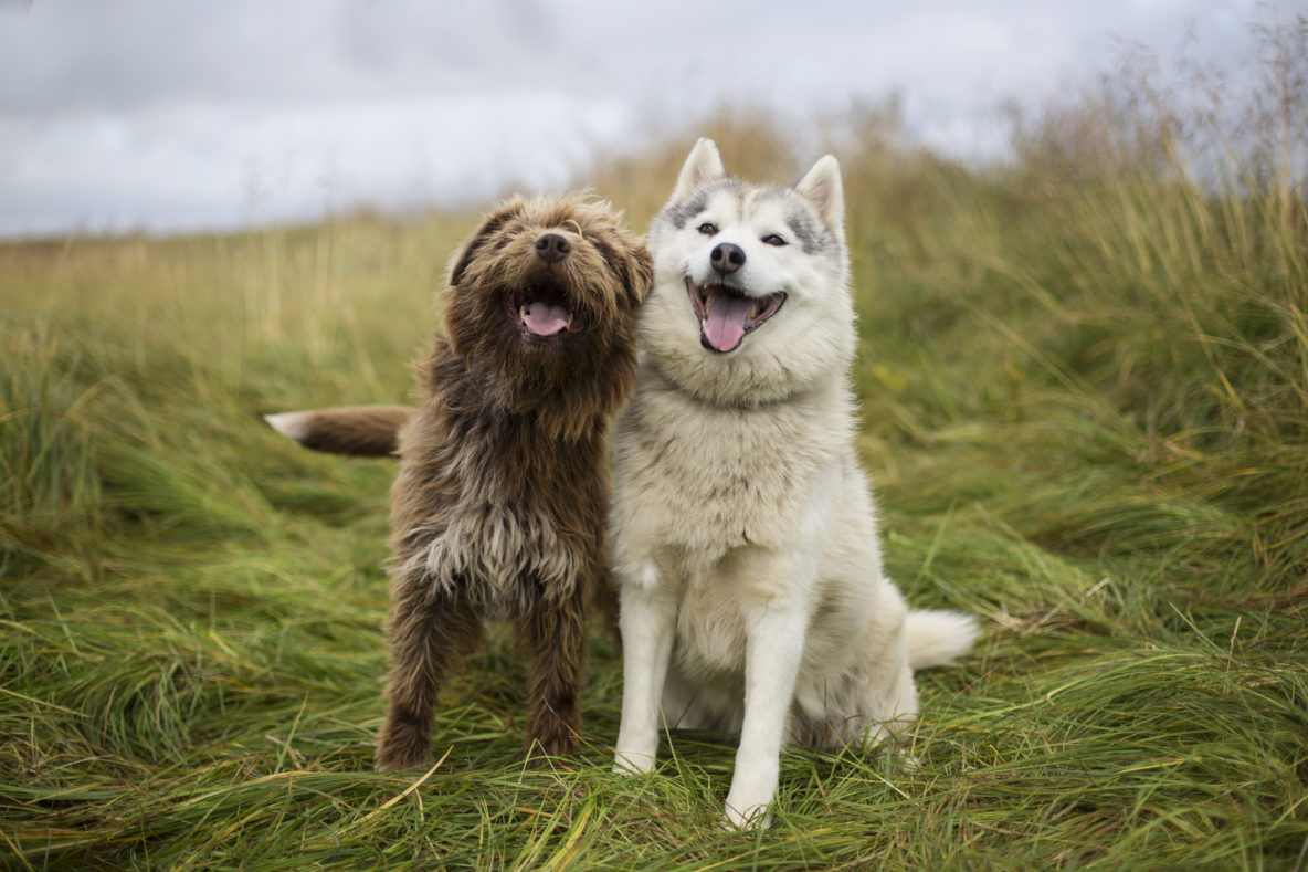Card2_Dogsledding Iceland_087