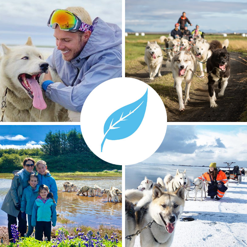 Dog Sledding Iceland Operates Year Round Nearby Reyjavik