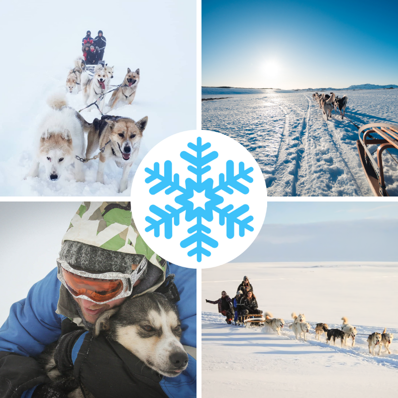 Dog Sledding Iceland Operates Year Round Nearby Reyjavik